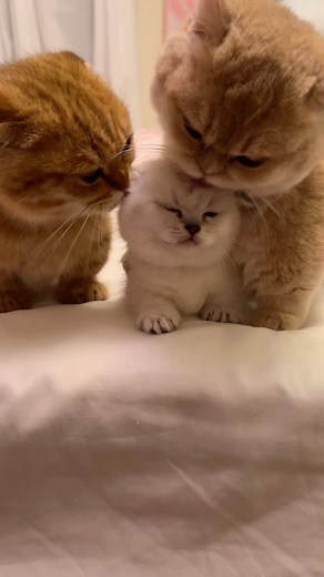 doob & scoob & goob on Instagram: "tiktok has the edited video but instagram gets the full clip of doob and scoob loving on goob for the first time ever #fypppppppppppppppppppppppppppppppppppppppppppppppppppppppppppppppppppppp"