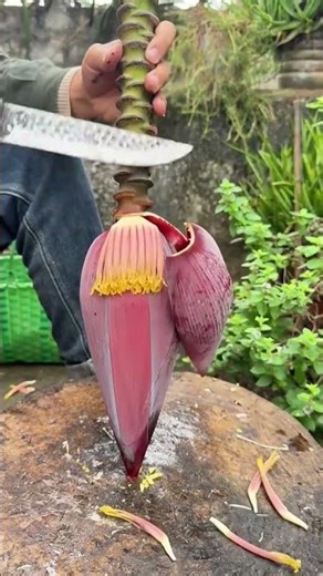 Banana flower bud cutting process- Good tools and machinery can increase work efficiency