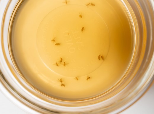 The Best Methods for Getting Rid of Fruit Flies Once and for All