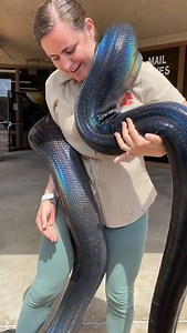 MyLove the retic isn't actually rainbow color, her scales are just extremely iridescent in the sun! She is amazing and a complete sweet heart! | The Reptile Zoo