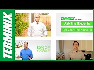 What is Terminix? The Pest Control Experts