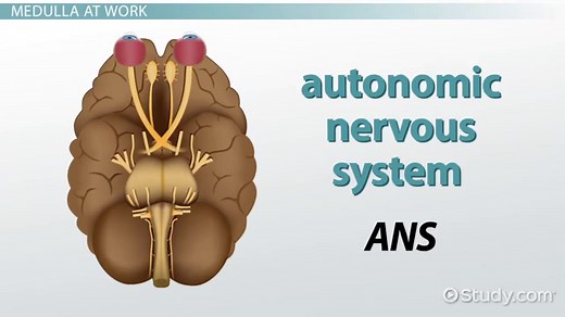 Medulla Oblongata | Definition, Location & Function