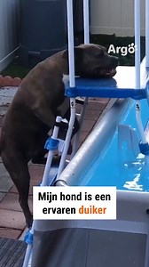 66K views · 565 reactions | Hij is onderhand een professional 朗 | Argo Nederland | Facebook