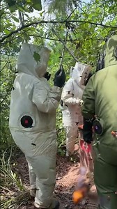 #HornetNestRemoval #pestcontrol #HornetHunting #gianthornets #75