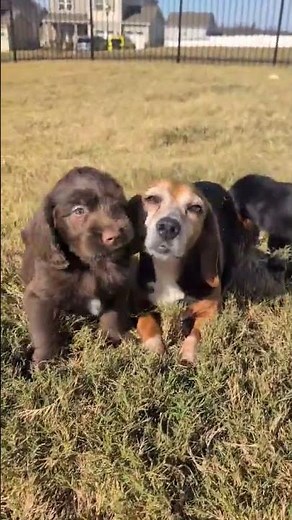 VIRGINIA- Available for Adoption - Triangle Beagle Rescue of NC