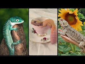 How To Take Care of Your Lizard | Lizard Care 101: The Ultimate Guide | Paws and Claws