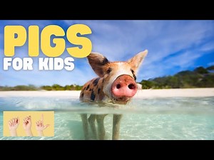 ASL Pigs for Kids - Videos For Kids