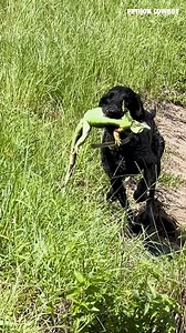 323K views · 3.8K reactions | Boy, oh boy, Otto was a little too fired up today ole boy had to slow it down some | Python Cowboy Hunts | Facebook