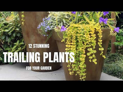 12 Stunning Trailing Plants For Your Garden