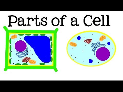 All About Cells and Cell Structure: Parts of the Cell for Kids - FreeSchool