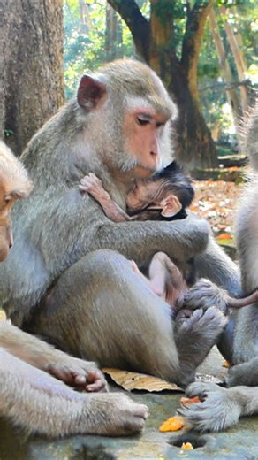 The lively first steps of a slow-walking newborn monkey | Nai & Ne Challenge