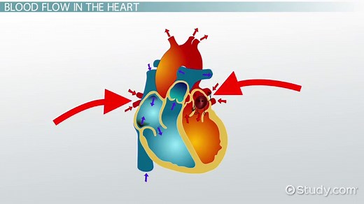 Right & Left Atrium | Definition, Function & Location