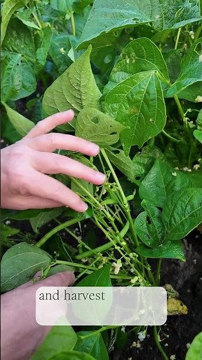 A Garden Must-Have and a Gardener Favorite!! - Grow Contender Bean