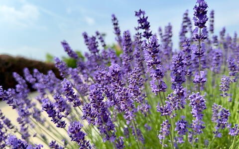 How to Grow Lavender: Planting, Care, and Uses for This Fragrant Herb