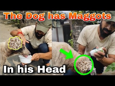 The dog's head was eaten by maggots|| dog Maggots|| remove maggots from dog head||street dog Maggots