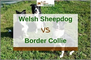 Welsh Sheepdog vs. Border Collie - What Are The Differences? | Puplore