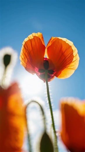 A Peaceful Garden Moment | Cinematic Nature Shot