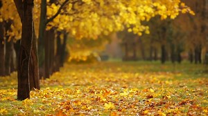 Fall, Autumn, Season. Free Stock Video