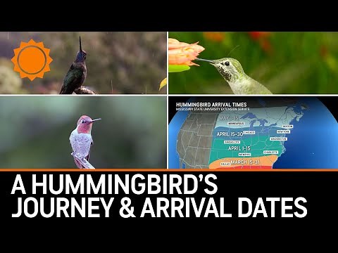 When Will Hummingbirds Arrive? Tiny Fliers' Epic Journey