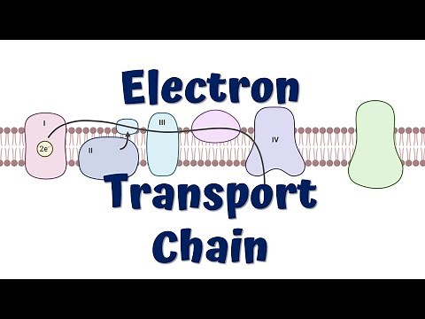 Electron Transport Chain Animation || ATP synthesis