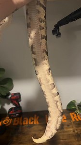 5.1K views · 84 reactions | Firefly sounds nifty to me 路‍♂️#ballpython #ballpythons #ballpythonsofinstagram #ballpythonmorphs #ballpythonbreeder #fire #python #pythons #snake #snakes #snakesofinstagram #snek #reptile #reptiles #reptilelover #reptilekeeper #reptilesofinstagram #pet #pets #animal #animals #instagram #tiktok #cute #happy #reels #boise #idaho | Black Lake Reptiles | Facebook