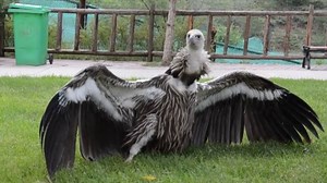 19K views · 546 reactions | China's first artificially hatched Himalayan vulture has made its first public appearance in a wildlife park in Xining, China | China Xinhua News | Facebook
