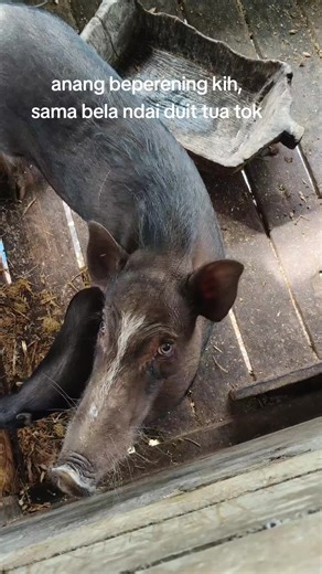 Iban Quotes on Money and Life Lessons