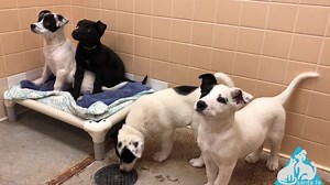 10K views · 480 reactions | Good Morning! We are with four beautiful puppies that just moved over to adoptions. I believe they are Border Collie mixes. Come meet a new best friend today! | Santa Fe Animal Shelter & Humane Society | Facebook