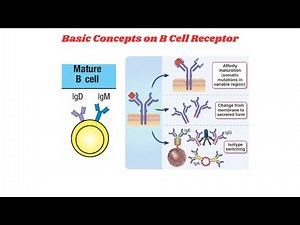 Basic Concepts of B Cell Receptor