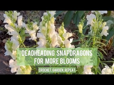 Deadheading Snapdragons for more Blooms 🌱 Crochet, Garden, Repeat