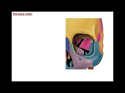 Anatomy of the Orbit (1) - The Bony Orbit and its Contents - Dr. Ahmed Farid