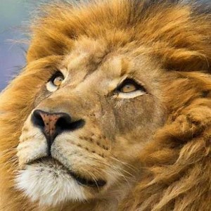 The Native American Story of Two Wolves