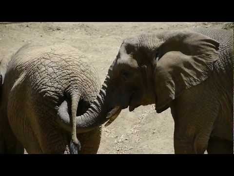 Elephant Eats Poop! HD