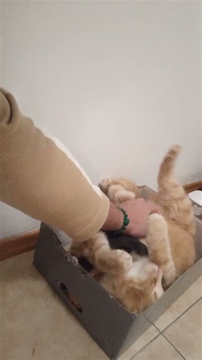 Mister Boxerson having multiple organisms in his favourite box.