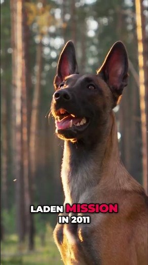 Belgian Malinois: The Elite Dog Breed's History and Training #shorts