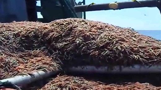 Massive Shrimp Haul: Net Fishing Yields Hundreds of Tons in One Catch