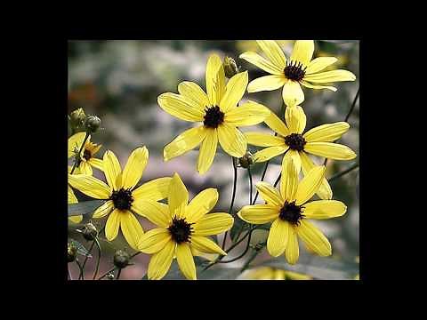 How to Start/Grow Tall Coreopsis from Seed (Coreopsis Tripteris)