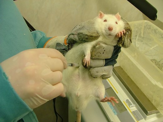 7 Real World Examples That Prove Animal Testing Harms Humans