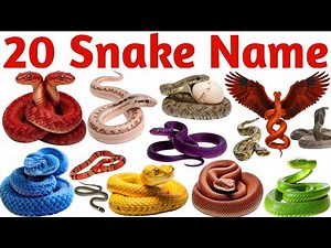 20 Snake Names in English for Kids | Learn Snake Species with Pictures and Sounds