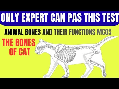 25 Cat Skeleton Quiz Questions | Animal Bones Quiz | Cat Anatomy MCQs
