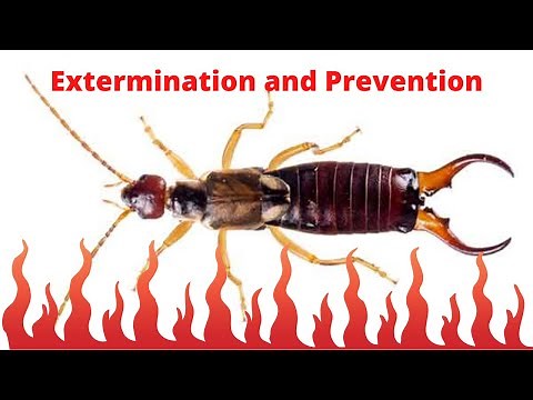 DIY Methods for Getting Rid of Earwigs FAST