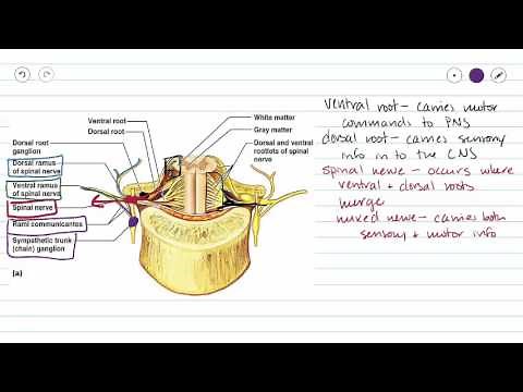 Spinal Nerves