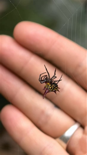 Kite spiders 🤩 A species of diurnal orb weaver spider found in tropical and subtropical regions of Africa 🕷️ #gasteracantha #gasteracanthaversicolor #longwingedkitespider #kitespider #boxkitespider #isoxya #diurnal #orbweaver #orbweaverspider #orbspider #spider #spiders #spidersofinstagram #spidergirl #arachnid_perfection #arachnophobia #arachnids #arachnidsofinstagram #arachnida #arachnidsofsouthafrica #naturelovers #naturegram #naturelover #natureshots #travelgirl #travelsouthafrica #southaf