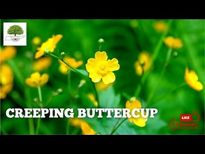 Creeping Buttercup Plants - TN Nursery