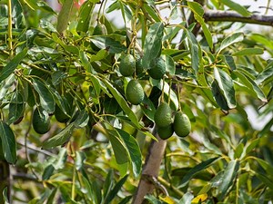 How to Grow and Care for an Avocado Tree  - Bunnings Australia