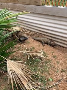 New roommates! Perry, our male Jamaican iguana (Cyclura collei), has lived in the large outdoor exhibit next to the herpetarium for a few years. Last week, we introduced him to a female! Her name is Paulette and she came to us from Zoo Miami. She is significantly smaller than Perry, but so far they get along well. In this video, you can see some interesting behaviors. When he finally pursues her, he bites at her a little. Males biting the sides or necks of females is normal reproductive behavior