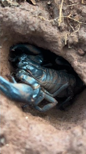 Giant Forest Scorpion Emerging from Its Burrow