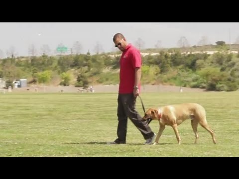 How to Stop Dogs From Mounting Other Dogs : Dog Behavior & Training