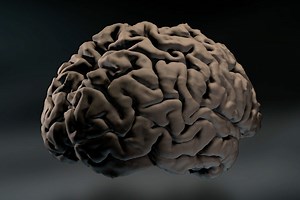 Why is the brain shaped like it is? - MIT McGovern Institute