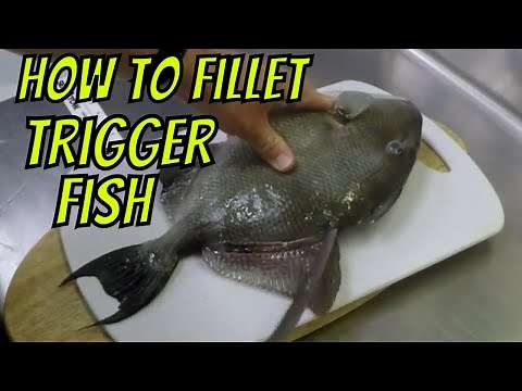 How to Clean a Trigger Fish Fast and easy!